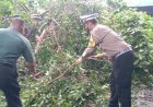 Gotong-Royong-Evakuasi-Pohon-Tumbang-di-Jalan-Raya-Jabaran-Balongbendo