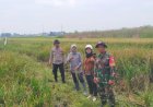 Kolaborasi-Siapkan-Lahan-Tanam-Padi-Kuatkan-Swasembada-Pangan