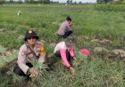 Polsek-Krembung-Bersama-Warga-Panen-Bawang-Merah,-Wujud-Nyata-Ketahanan-Pangan