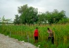 Kanit-Binmas-Polsek-Krembung-Cek-Lahan-Jagung-Desa-Lemujut