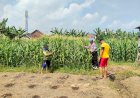 Anggota-Polsek-Porong-Pastikan-Tanaman-Jagung-di-Desa-Kesambi-Siap-Topang-Swasembada-Pangan