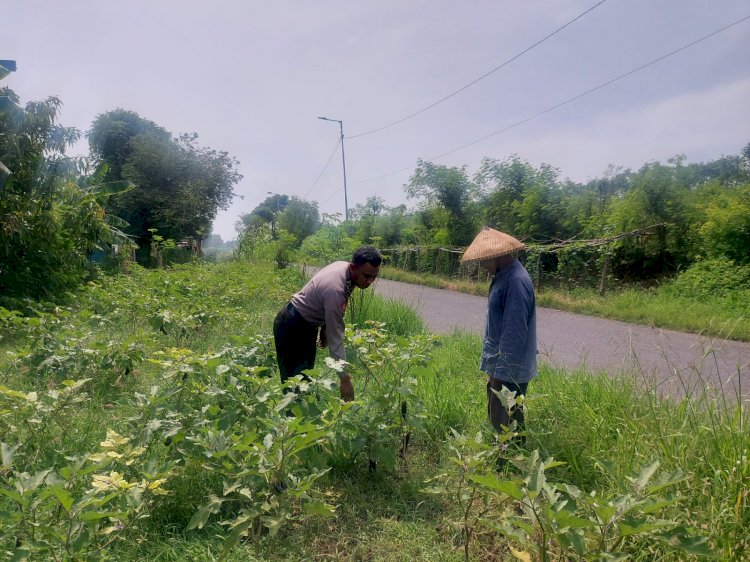 Bhabinkamtibmas Dampingi Warga Wujudkan Swasembada Pangan, Dukung Implementasi Program Pusat