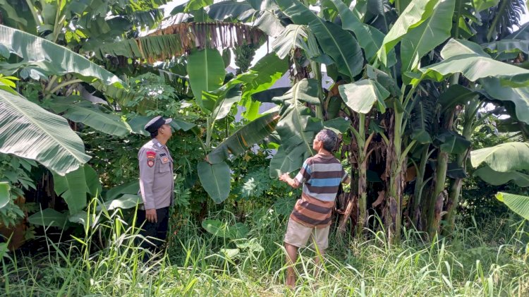 Bhabinkamtibmas Jemundo Polsek Taman Tinjau Perkembangan Tanaman Pisang di Lahan P2B Warga